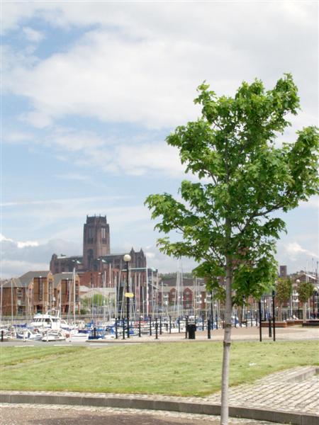 Anglican Cathedral from Liverpool Marina