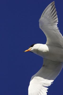 Forsters tern close uncropped PAB IT0L2160.jpg