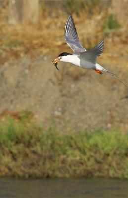 Forsters tern with fish PAB IT0L2108.jpg