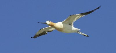 American Avocet PAB IT0L1465.jpg