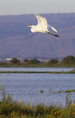 Great Egret PAB IT0L3126.jpg