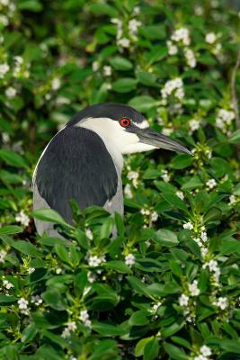 Black crowned night heron FB3B9791 rsz.jpg