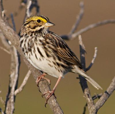 Savannah sparrow _T0L9593-3 rsz.jpg