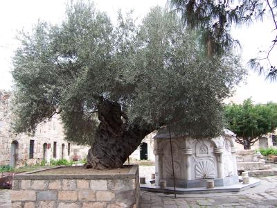 1300 year old olive tree - Payas Castle