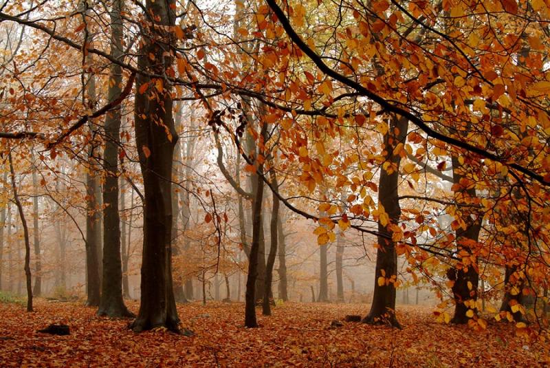 Forest floor, St Gwynno