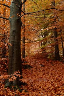 Tree lined path, St Gwynno