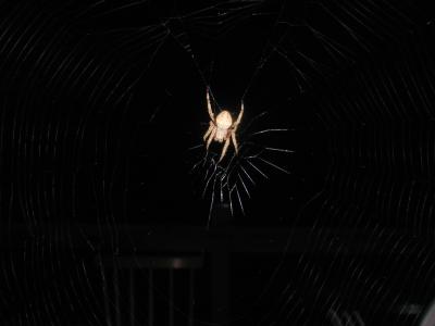 spider close up 0013.JPG