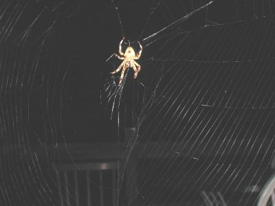 030 spider lightened up.JPG