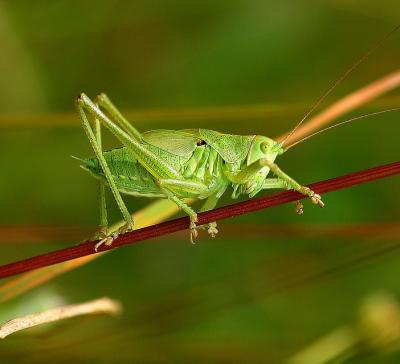 Leptophyes punctatissima