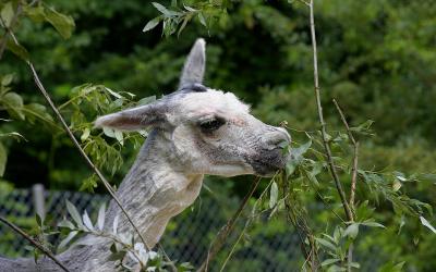  Lama  ( Lama guanico f. glama)