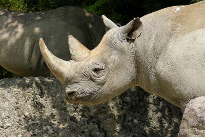  Rhinoceros noir  ( Diceros bicornis michaeli )