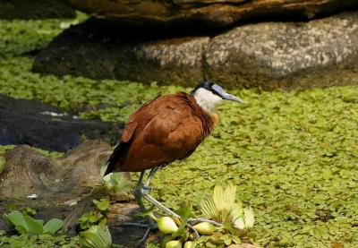 Jacana