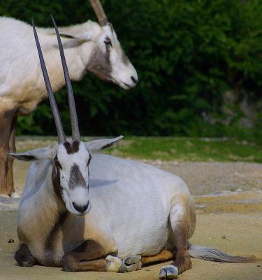  Oryx d'Arabie   ( Oryx leucoryx)