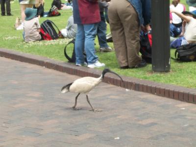 Ibis in The Rocks.jpg