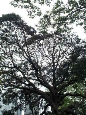 Flying Foxes 2.jpg