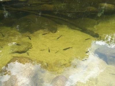 Fish at Mossman Gorge.jpg