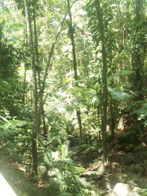 Jindalba Rainforest Walk 1.jpg