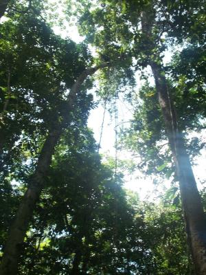 Jindalba Rainforest Walk 2.jpg