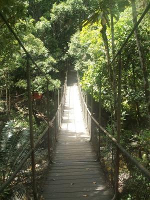 Daintree and Cape Tribulation