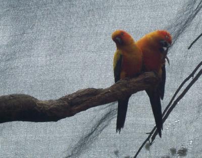 Birds 1.jpg