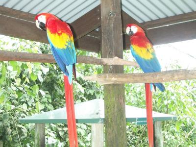 Birds 2.jpg
