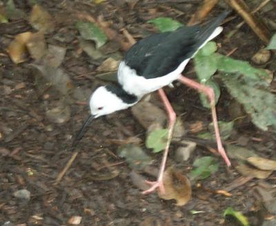 Birds 4.jpg