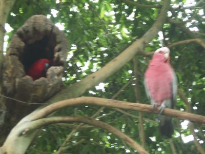 Birds 5.jpg