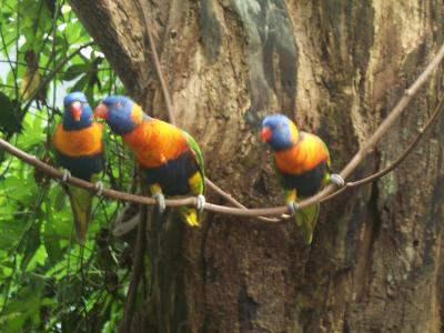 Birds 6.jpg