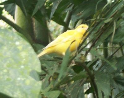 Birds 7.jpg