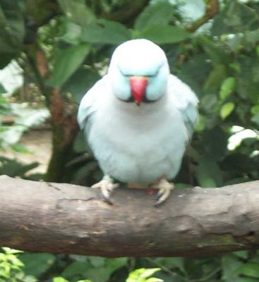 Birds 8.jpg