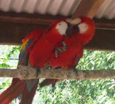 Birds 9.jpg