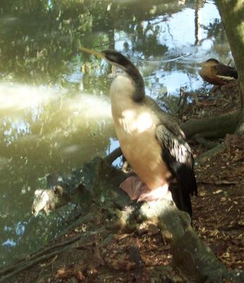 Bird 1.jpg