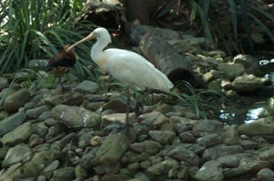 Bird 2.jpg