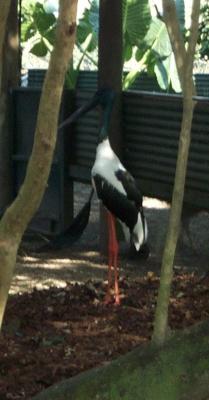 Bird 3.jpg
