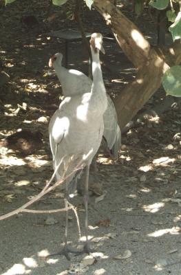Bird 4.jpg