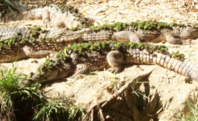 Crocodiles 2.jpg
