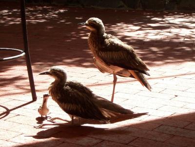 Duck Family.jpg
