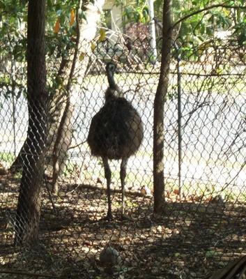 Emu 1.jpg