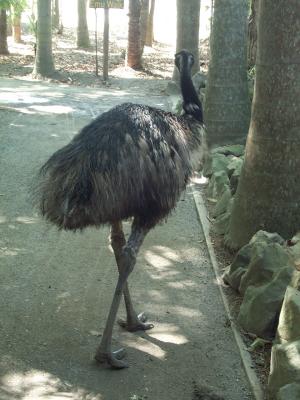 Emu 2.jpg