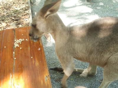 Feeding Time 2.jpg