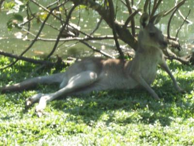 Kangaroos 3.jpg