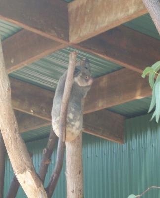 Koala 1.jpg
