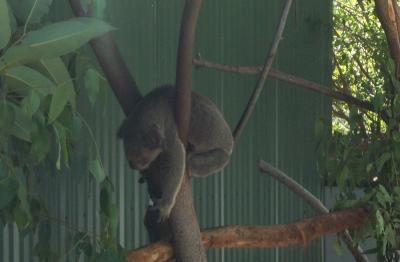 Koala 2.jpg