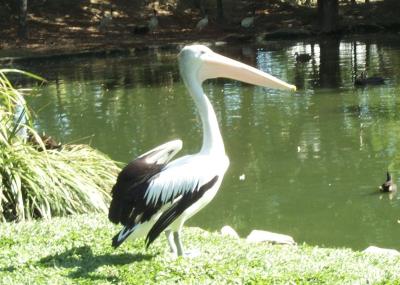 Pelicans 2.jpg