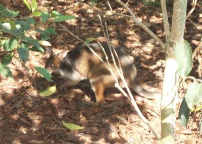 Red Tail Kangaroos 1.jpg