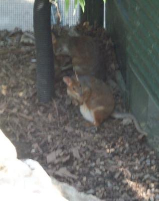 Red Tail Kangaroos 2.jpg