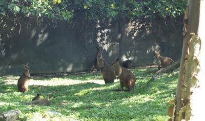 Wallabies.jpg
