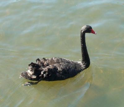 Botanic Gardens - Black Swan.jpg