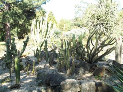 Botanic Gardens - Cactus Garden.jpg