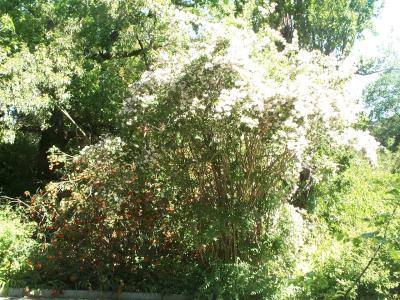 Botanic Gardens - Chinese Collection.jpg